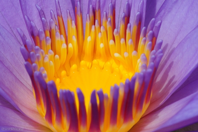 Ảnh chụp bởi camera macro trên điện thoại