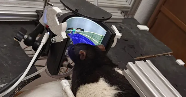 Chuột được huấn luyện chơi Doom: Bước tiến mới trong nghiên cứu hành vi động vật