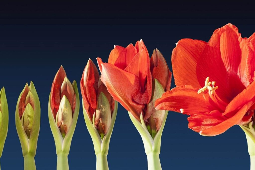 Khám Phá Kỹ Thuật Timelapse: Nghệ Thuật Nén Thời Gian Trong Video AI trên chip 2026 tự động khử nhiễu và chống nhấp nháy cho Timelapse chuyên nghiệp.